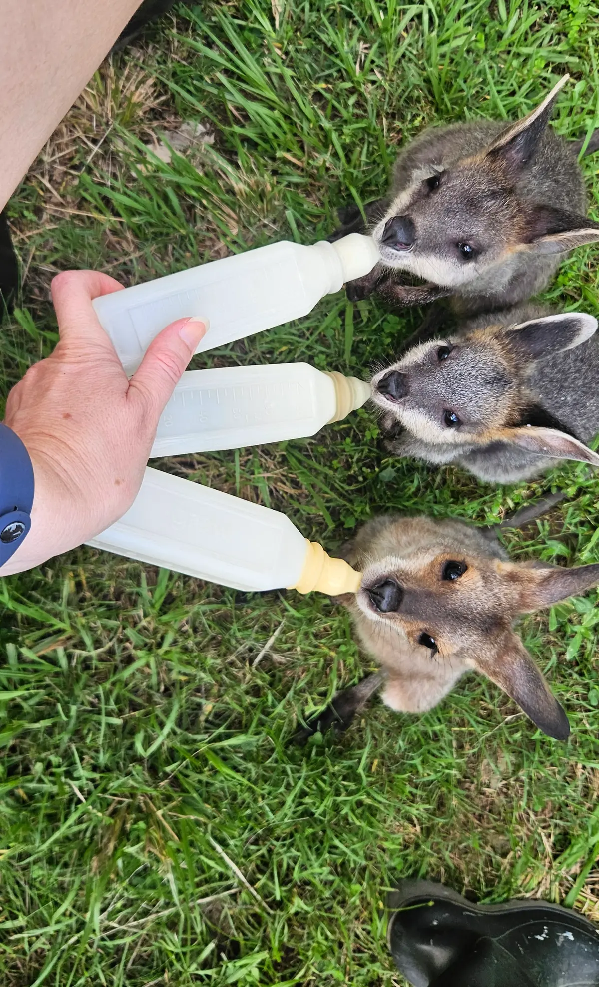 Native Wildlife in Rehabilitation